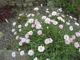 Image result for Crepis newii