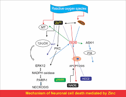 Image result for Zinc Deficiency