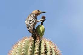 Hij laat zich ook altijd goed horen en gaat krijsend van boom naar boom (of cactus). Gilaspecht Auf Einem Saguaro Foto Bild Tiere Wildlife Wild Lebende Vogel Bilder Auf Fotocommunity