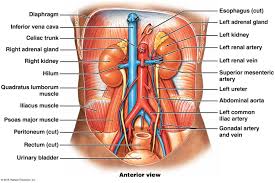 The Gross Anatomy Of The Urinary System Abdominal Aorta Gross Anatomy Adrenal Glands