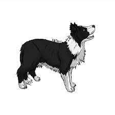 Vintage Porcelain Border Collie Black And White Collie Border Collie Humor Border Collie Art
