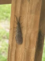 2 questions for the group What kind of bug do we have here