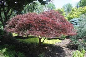 Japanese Maples Hickory Hollow Nursery And Garden Center Japanese Maple Tree Varieties Small Landscape Trees Acer Palmatum