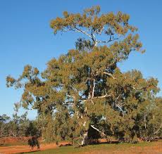 Image result for Eucalyptus camaldulensis