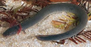 Image result for Selago angolensis