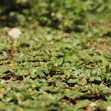 Image result for Guilleminea densa