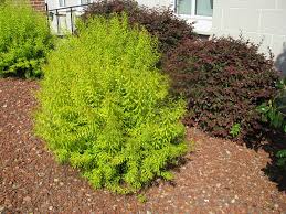 Image result for Thunbergia pynaertii