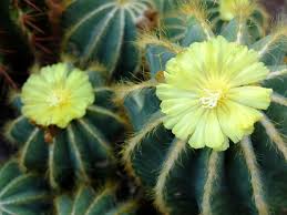 Fishbone cactus houseplant enjoys similar growing conditions as. 59 Different Succulent Types With Names And Pictures Florgeous