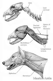 Muscles Dog Anatomy Cat Anatomy Dog Skeleton