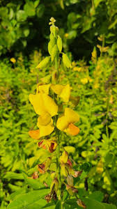 Image result for Crotalaria recta