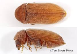If you found tiny brown bugs moving around your kitchen and feeding off what you poorly stored in your pantry or cupboards, you are dealing with biscuit beetles, also known as drugstore beetles. Powderpost Beetles Entomology