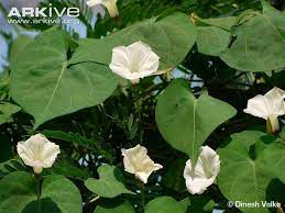 89652 (for references in articles please use ncbi:txid89652). Ipomoea Obscura Alchetron The Free Social Encyclopedia