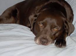 These sweet, adorable and super friendly german shorthaired pointer mixed pups can not wait to meet you! German Shorthaired Lab German Shorthaired Pointer X Lab Mix Info Pictures