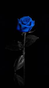 Blue rose flower, blue rose flower, romantic aesthetic bluelover, purple, blue png. Blue Rose Aesthetic Wallpapers Top Free Blue Rose Aesthetic Backgrounds Wallpaperaccess