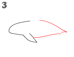 Start by drawing long, vertical lines, parallel lines. Orca Whale Drawing Easy Rwanda 24