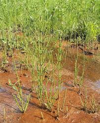 Natürliche mittel zum vernichten von schachtelhalm gründüngung drainage anlegen boden kalken boden lockern wurzelreste aussieben schachtelhalm ausziehen im frühjahr sporenähren abschneiden Der Sumpf Schachtelhalm Equisetum Palustre Gartenteich Ratgeber