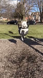New Gif On Giphy Giphy Shiba Inu Dog Shiba Inu