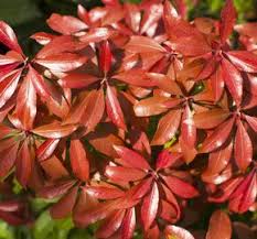 Image result for Pieris japonský little heath obrázek
