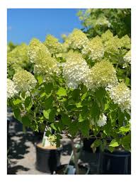 If possible, plant them in an area that gets some afternoon shade in climates with hot summers. Hydrangea Limelight Tree