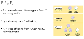 Mendelian Genetics Flashes Biology