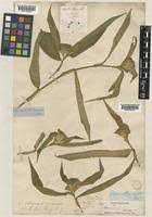 Image result for Polyspatha