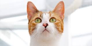 If you're concerned your cat is suffering from intestinal cancer, or you've recently received a diagnosis, my heart goes out to you during this stressful time! Lymphoma International Cat Care