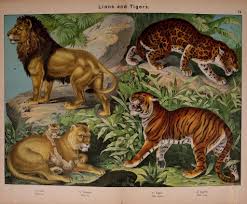 Lions And Tigers Natural History Animals Animal Art