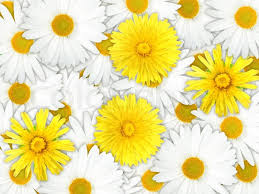 Download 1,794,482 white flower images and stock photos. Background Of Yellow And White Flowers Stock Image Colourbox