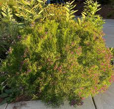 Image result for Vernonia smithiana