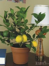 We did not find results for: Growing Fruit Trees Indoors Hgtv