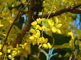 Maybe you would like to learn more about one of these? Yellow Flowers Tree Australia Spring Nature Bloom Blooming Flora Tropic Yellow Flowers Pikist
