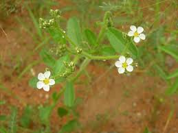 Image result for Limeum viscosum