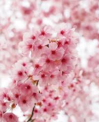 sakura cherry blossom yoh koh 桜 陽光 flickr photo sharing sakura cherry blossom pretty flowers beautiful flowers