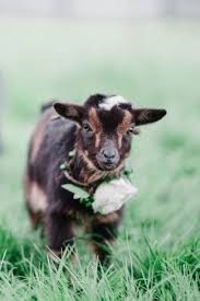 Engagement Shoot At Left Foot Farm With Goats Cute Goats Animals Baby Goats
