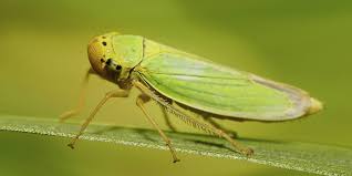 Maintaining Proper Plant Health: A Natural Defense Against Leafhoppers