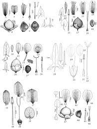 Image result for Convolvulus farinosus