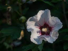 Für den garten gibt es zwar wunderschöne, veredelte zuchtformen, die aber eingetopft kann der hibiskus dann im haus überwintern, hierfür eignet sich ein heller standort. Der Perfekte Hibiskus Standort Pflege Und Standorttips