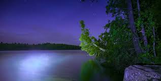 Purple, orange and yellow hues often light up the night sky in kingsville and leamington because of the cluster of greenhouses that fill the region. Green Leafed Plants Body Water Trees Water Illustration Purple Piqsels