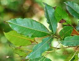 Image result for Ficus chirindensis