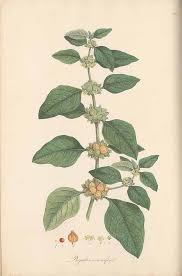 Image result for Withania somnifera