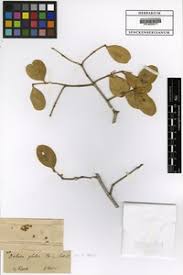 Image result for Dobera