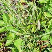 Image result for Setaria lindenbergiana