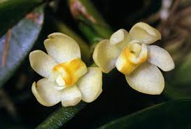 Image result for Nephrangis filiformis