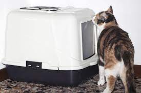 What is it and how is it diagnosed? Intestinal Cancer In Cats Symptoms Causes Diagnosis Treatment Recovery Management Cost