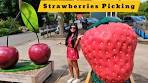 Video Best Strawberries Picking in Netherlands || Self-Picking Fruits ... - YouTube