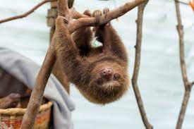 Resultat De Recherche D Images Pour Paresseux Animal Slowest Animal Sloth Facts Animals