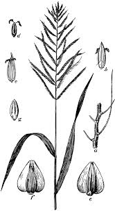 Image result for Cenchrus unisetus