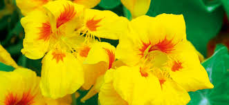 We did not find results for: Edible Flowers Guide Suttons Gardening Grow How