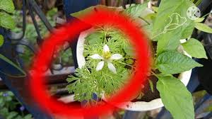 We did not find results for: Tanaman Habbatussauda Pohon Jintan Hitam Black Seeds Plant Youtube