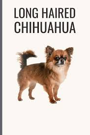 Nice apple head with a good. Buy Long Haired Chihuahua Long Haired Chihuahua Notebook With More Long Haired Chihuahuas Inside Unique Journal For Proud Dog Owners Dads 120 Pages Blank 6 X 9 Inches Book Online